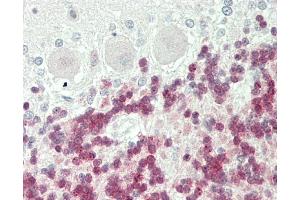 Immunohistochemistry (Paraffin-embedded Sections) (IHC (p)) image for anti-Polymerase (RNA) II (DNA Directed) Polypeptide C, 33kDa (POLR2C) (AA 200-228), (C-Term) antibody (ABIN1881670)