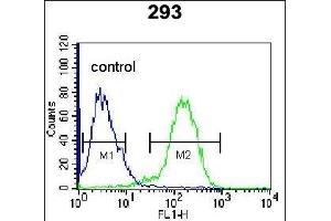 ENG Antibody (Center) (ABIN655186 and ABIN2844801) flow cytometric analysis of 293 cells (right histogram) compared to a negative control cell (left histogram). (Endoglin Antikörper  (AA 265-294))