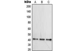 Western Blotting (WB) image for anti-Wingless-Type MMTV Integration Site Family, Member 16 (WNT16) (Center) antibody (ABIN7298152)