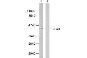Western blot analysis of extracts from HeLa cells using JunD (epitope around residue 255) antibody (ABIN5976225).