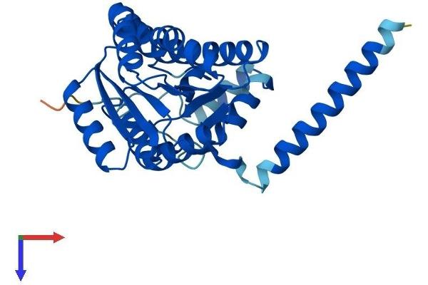SDR16C5 Protein (AA 1-309) (His tag)