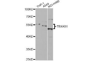 Western blot analysis of extracts of various cell lines, using TBXAS1 antibody. (TBXAS1 Antikörper)