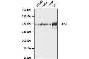 Western blot analysis of extracts of various cell lines, using EIF5B antibody (ABIN6291146). (EIF5B Antikörper)