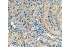 IHC-P analysis of kidney tissue, with DAB staining. (NG2 Antikörper  (AA 1919-2258))