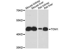 Western blot analysis of extracts of various cell lines, using TOM1 antibody (ABIN5996067) at 1:3000 dilution.