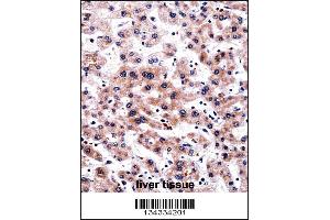 RCAN3 Antibody immunohistochemistry analysis in formalin fixed and paraffin embedded human liver tissue followed by peroxidase conjugation of the secondary antibody and DAB staining. (RCAN3 Antikörper  (C-Term))