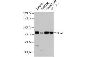 Western blot analysis of extracts of various cell lines, using PSD2 antibody (ABIN7269411) at 1:1000 dilution. (PSD2 Antikörper  (AA 1-190))
