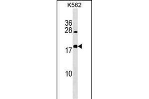 BEX4 Antibody (Center) (ABIN1538476 and ABIN2849466) western blot analysis in K562 cell line lysates (35 μg/lane). (BEX4 Antikörper  (AA 54-82))