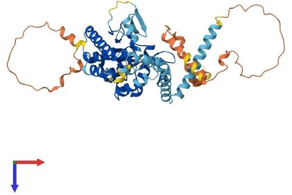 PNPLA2 Protein (AA 1-486) (His tag)