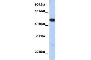 WB Suggested Anti-WDR1 Antibody Titration:  0. (WDR1 Antikörper  (C-Term))