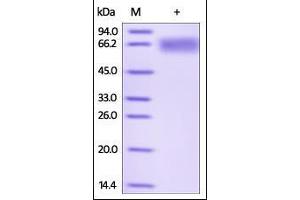 Human LILRB2, His Tag on SDS-PAGE under reducing (R) condition. (LILRB2 Protein (AA 22-461) (His tag))