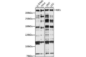 Western blot analysis of extracts of various cell lines, using RIF1 antibody (ABIN7269852) at 1:1000 dilution. (RIF1 Antikörper  (AA 2173-2472))