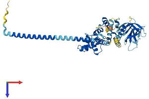 Cytohesin 4 Protein (CYTH4) (AA 1-394) (His tag)