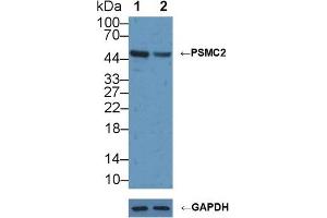 Western Blotting (WB) image for anti-Proteasome (Prosome, Macropain) 26S Subunit, ATPase, 2 (PSMC2) (AA 1-433) antibody (ABIN7442063)