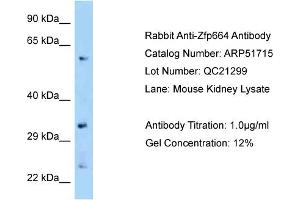 WB Suggested Anti-Zfp664 Antibody   Titration: 1. (ZNF664 Antikörper  (C-Term))