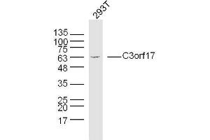 Human 293T cells probed with C3orf17 Polyclonal Antibody, unconjugated  at 1:300 overnight at 4°C followed by a conjugated secondary antibody at 1:10000 for 90 minutes at 37°C. (C3orf17 Antikörper  (AA 430-480))