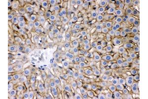 Anti- SLC10A1 Picoband antibody, IHC(P) IHC(P): Rat Liver Tissue (SLC10A1 Antikörper  (C-Term))