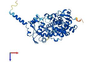 CYP3A7 Protein (AA 1-503) (His tag)