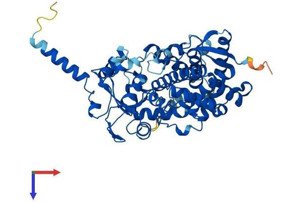 CYP3A7 Protein (AA 1-503) (His tag)