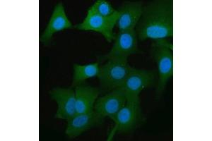 IF analysis of GAPDH using anti-GAPDH antibody (ABIN5518757).