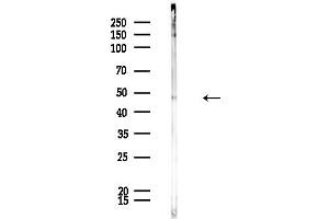 anti-Flotillin 2 (FLOT2) (Internal Region) antibody