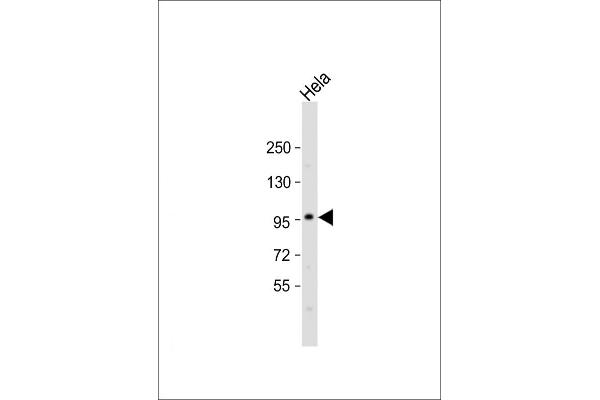 SP1 Antikörper  (C-Term)