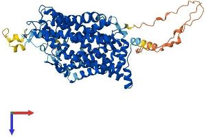 SLC6A8 Protein (AA 1-635) (His tag)