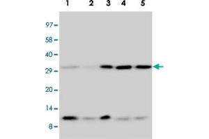 Western blot analysis of tissue and cell extracts with Ubiquitin polyclonal antibody . (Ubiquitin B Antikörper  (AA 29-45))