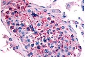 Human Testis (formalin-fixed, paraffin-embedded) stained with HTR1E antibody ABIN213509 at 16-24 ug/ml followed by biotinylated goat anti-rabbit IgG secondary antibody ABIN481713, alkaline phosphatase-streptavidin and chromogen. (Serotonin Receptor 1E Antikörper  (Cytoplasmic Domain))
