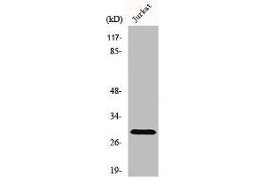 Western Blot analysis of Jurkat cells using Granzyme K Polyclonal Antibody (GZMK Antikörper  (Internal Region))