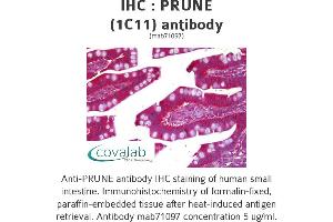 Image no. 1 for anti-Prune Exopolyphosphatase (PRUNE) antibody (ABIN1723943) (PRUNE Antikörper)