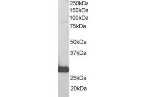 Western Blotting (WB) image for anti-RAN Binding Protein 1 (RANBP1) (C-Term) antibody (ABIN2465292) (RANBP1 Antikörper  (C-Term))