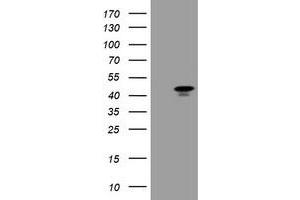 Image no. 1 for anti-Transcription Factor MafB (MAFB) antibody (ABIN1499251) (MAFB Antikörper)