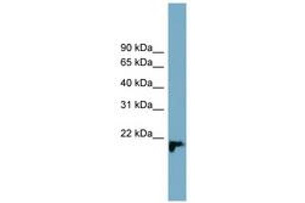 C1orf93 antibody  (AA 137-186)