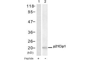 Image no. 1 for anti-Cyclin-Dependent Kinase Inhibitor 1A (p21, Cip1) (CDKN1A) (AA 143-147) antibody (ABIN319315) (p21 Antikörper  (AA 143-147))