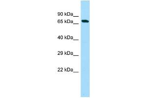 WB Suggested Anti-C20orf112 Antibody Titration: 1. (C20orf112 Antikörper  (N-Term))