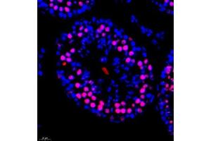 Immunofluorescence of paraffin embedded mouse testis using RANBP3 (ABIN7075360) at dilution of 1:700 (400x lens)
