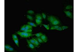 Immunofluorescence (IF) image for anti-Bone Morphogenetic Protein 2 (BMP2) (AA 283-396) antibody (ABIN7145684)