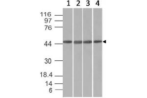 Western Blot of HeLa, HepG2, HEK293 and K562 cell lysates with EMI1 Mouse Monoclonal Antibody (EMI1/1176). (FBXO5 Antikörper  (AA 1-250))