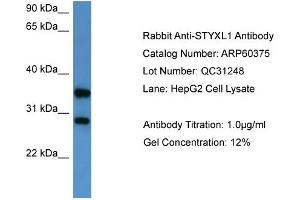 WB Suggested Anti-STYXL1  Antibody Titration: 0. (STYXL1 Antikörper  (Middle Region))
