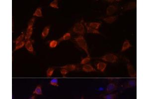 Immunofluorescence analysis of NIH-3T3 cells using PSMD14 Polyclonal Antibody at dilution of 1:100 (40x lens). (PSMD14 Antikörper)