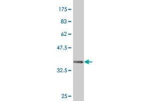 Western Blot detection against Immunogen (37. (HHEX Antikörper  (AA 133-237))