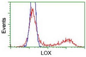 Image no. 1 for anti-Lysyl Oxidase (LOX) (AA 22-168) antibody (ABIN1491218) (LOX Antikörper  (AA 22-168))