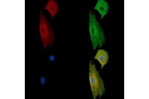 ABIN7095401 and ABIN7099458 staining  cells by IF/ICC. (PPP1R42 Antikörper)