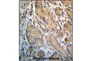 ERO1L Antibody (C-term) (ABIN657228 and ABIN2846330) immunohistochemistry analysis in formalin fixed and paraffin embedded human stomach tissue followed by peroxidase conjugation of the secondary antibody and DAB staining.