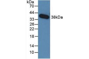 Western Blot; Sample: Recombinant TGFb3, Human. (TGFB3 Antikörper  (AA 24-300))