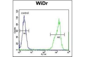 Flow Cytometry analysis of WiDr cells using RT4I1 Antibody (C-term) Cat.