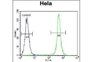 TSPYL6 Antibody (Center) (ABIN655239 and ABIN2844842) flow cytometric analysis of Hela cells (right histogram) compared to a negative control cell (left histogram). (TSPY-Like 6 Antikörper  (AA 206-235))