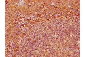 IHC image of ABIN7151367 diluted at 1:500 and staining in paraffin-embedded human tonsil tissue performed on a Leica BondTM system. (CD39 Antikörper  (AA 316-474))