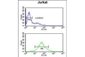 Flow cytometric analysis of Jurkat cells (bottom histogram) compared to a negative control cell (top histogram). (SHCBP1 Antikörper  (C-Term))